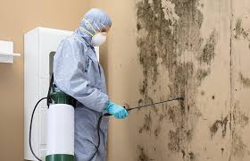 Best Forensic Mold Investigation  in Sandy Oaks, TX